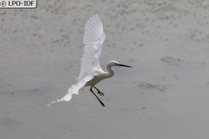Aigrette garzette