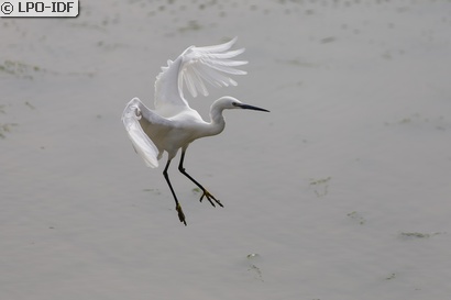 Aigrette garzette