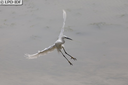 Aigrette garzette