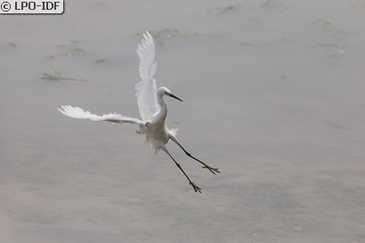 Aigrette garzette
