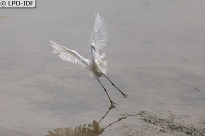 Aigrette garzette
