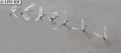 Aigrette garzette