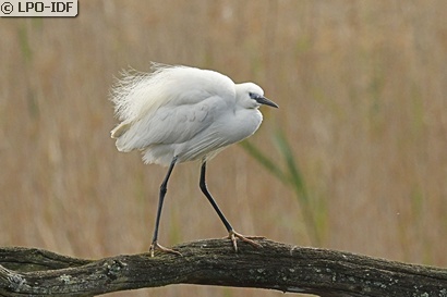 Aigrette garzette