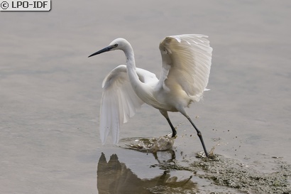 Aigrette garzette