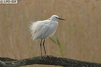 Aigrette garzette
