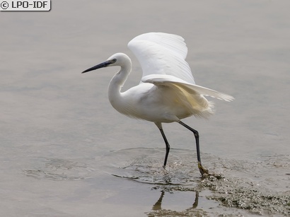 Aigrette garzette