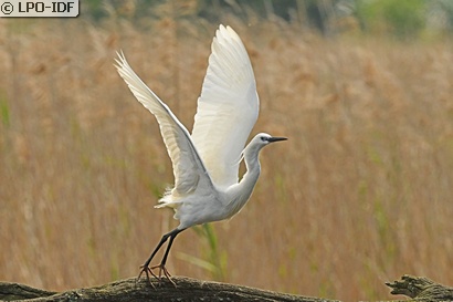 Aigrette garzette
