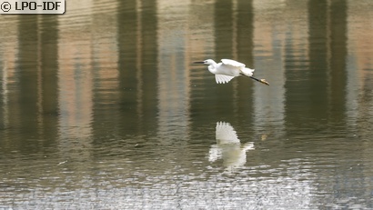 Aigrette garzette
