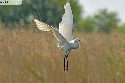 Aigrette garzette