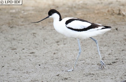 Avocette élégante