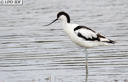 Avocette élégante