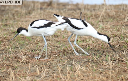 Avocette élégante
