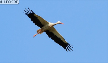 Cigogne blanche