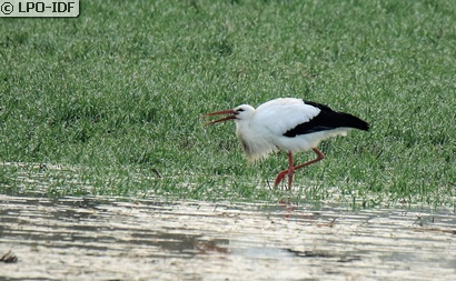 Cigogne blanche