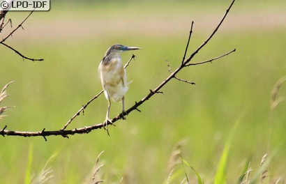 Crabier chevelu