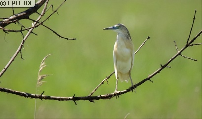 Crabier chevelu