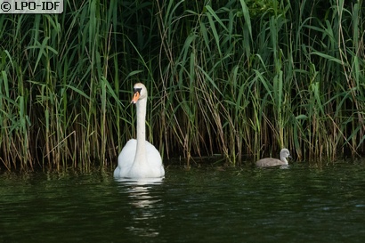 Cygne tuberculé