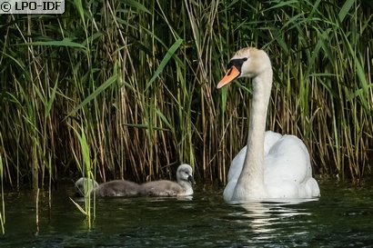 Cygne tuberculé