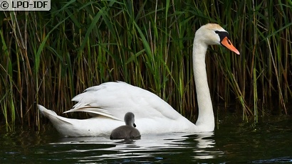 Cygne tuberculé