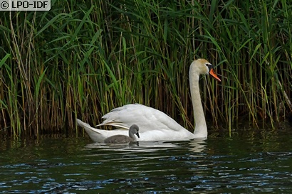 Cygne tuberculé