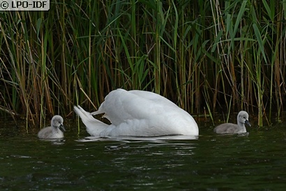 Cygne tuberculé
