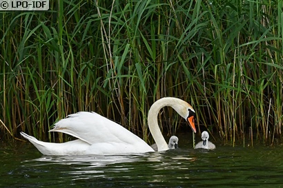 Cygne tuberculé