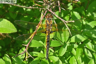 Epithèque bimaculée
