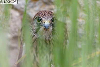 Faucon crécerelle