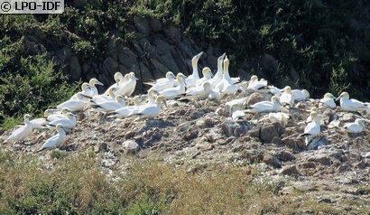 Fou de Bassan
