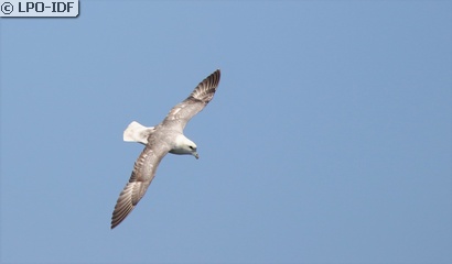 Fulmar boréal