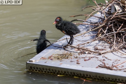 Gallinule poule-d'eau