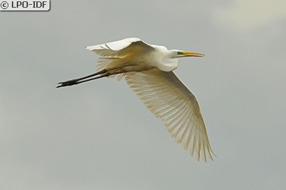 Grande Aigrette