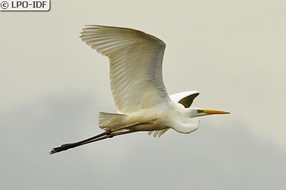 Grande Aigrette