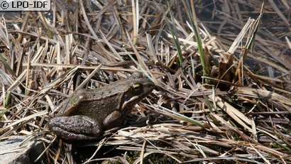 Grenouille rousse