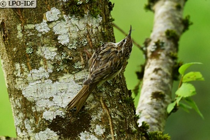 Grimpereau des jardins