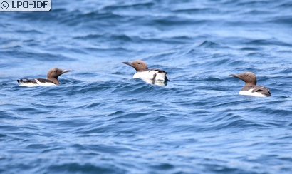 Guillemot de Troïl