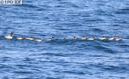 Guillemot de Troïl