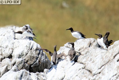 Guillemot de Troïl
