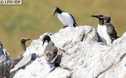 Guillemot de Troïl