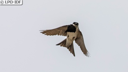 Hirondelle de fenêtre