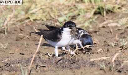 Hirondelle de fenêtre