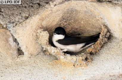 Hirondelle de fenêtre