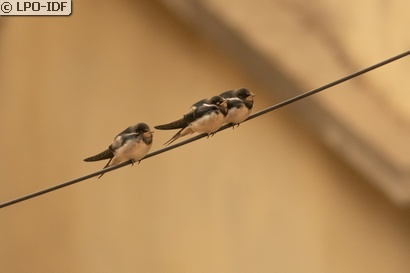 Hirondelle rustique