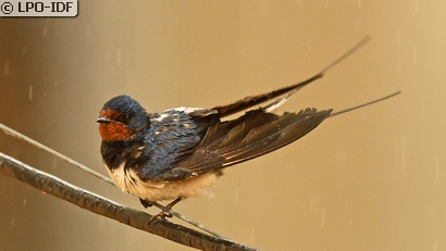 Hirondelle rustique