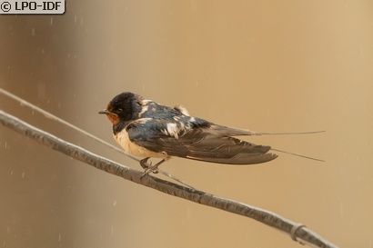 Hirondelle rustique