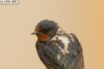 Hirondelle rustique