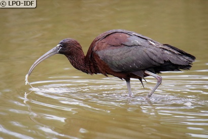 Ibis falcinelle