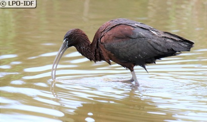 Ibis falcinelle