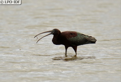 Ibis falcinelle