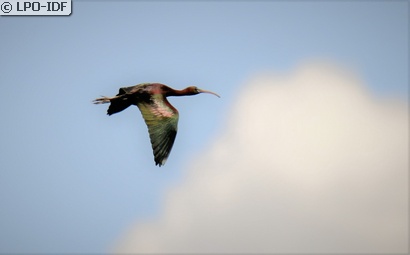 Ibis falcinelle